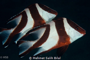Empreror snappers. by Mehmet Salih Bilal 
